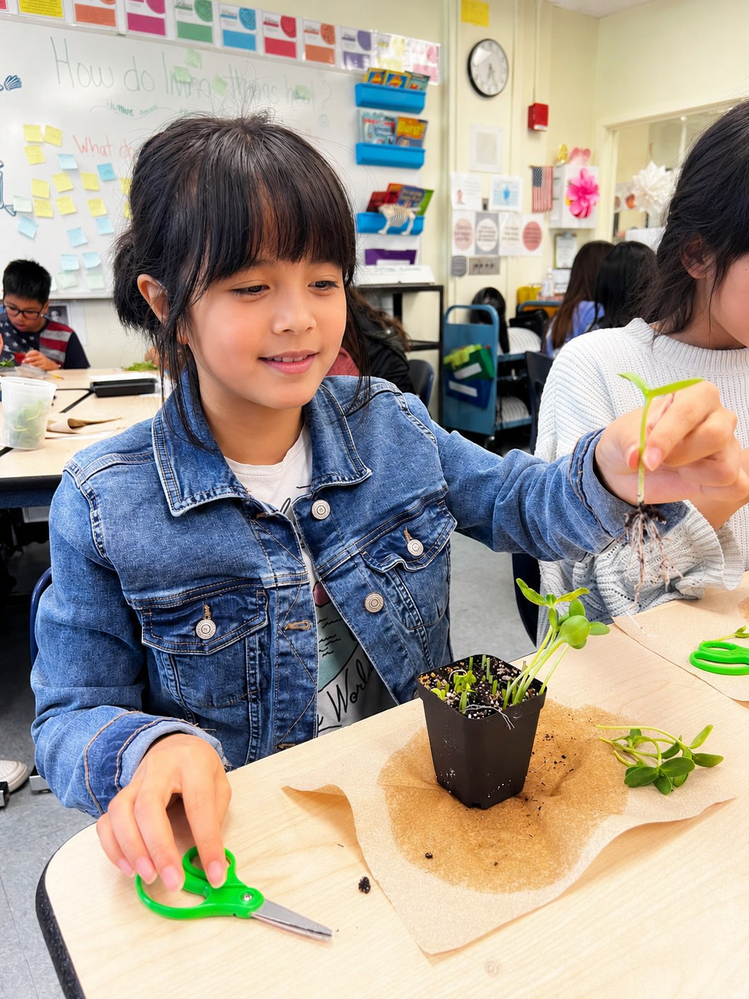 A student closely examining a seedling she grew from seed