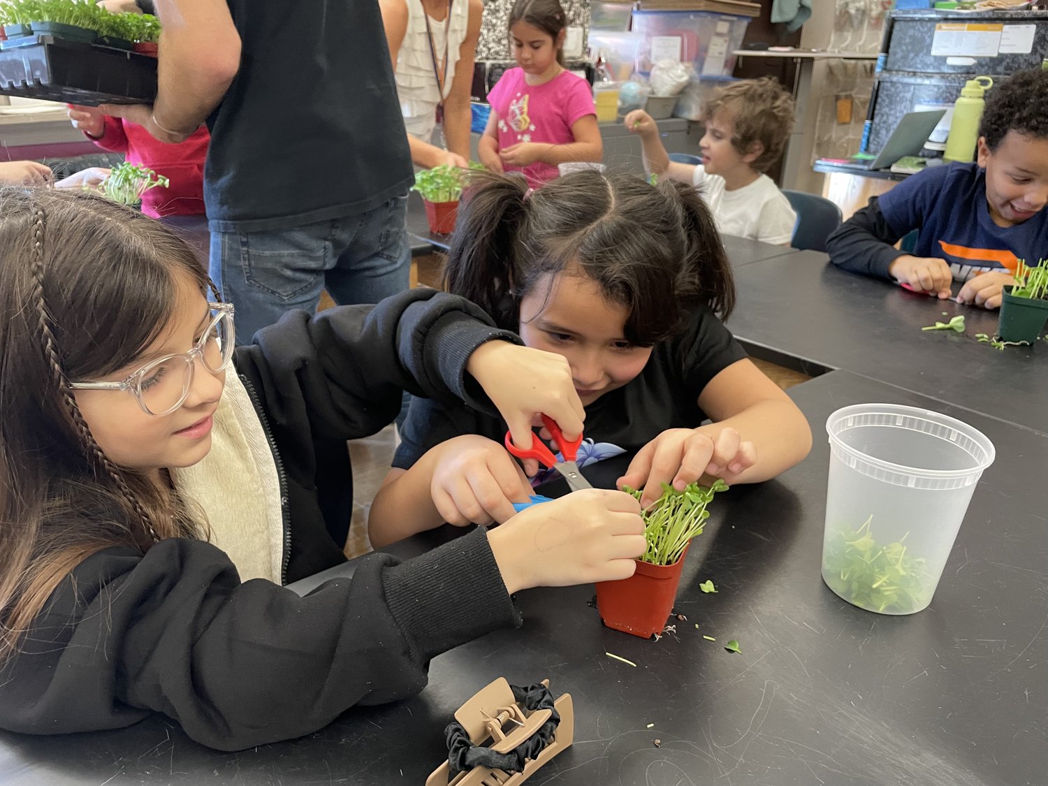 Students at a classroom table snipping their microgreens into a pot with scissors on harvest day