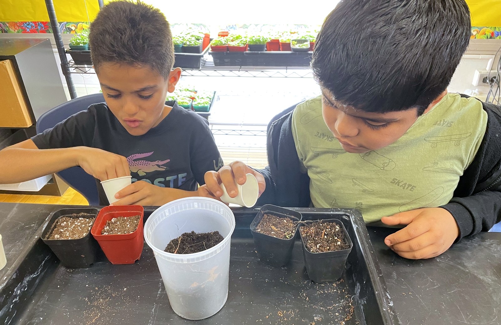 Two Boston students filling pots with soil at a classroom table, a grow lab rack behind them