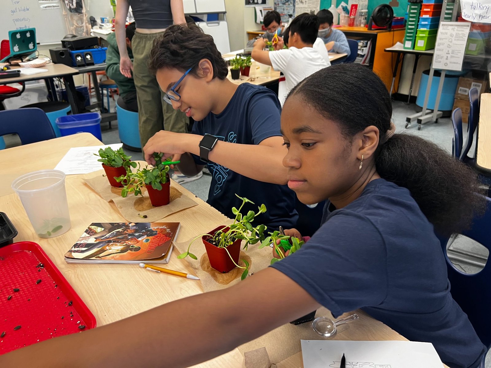 A classroom of Boston students tending their potted sunflower microgreens together