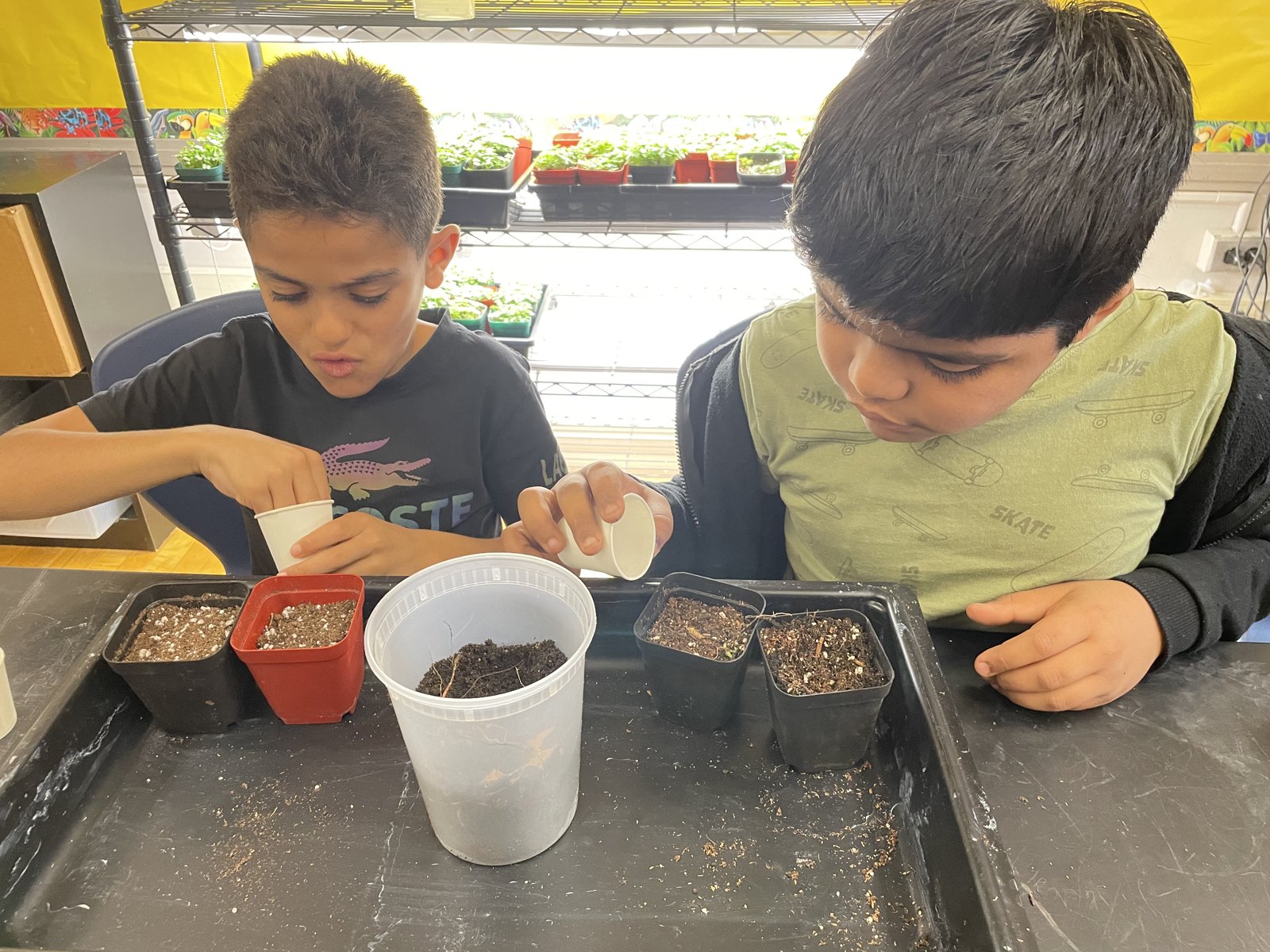 Two Boston students planting seeds in pots at a classroom table, with a grow lab of microgreens behind them