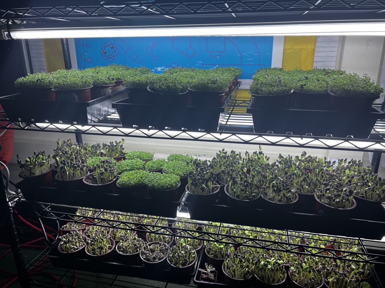 Boston students harvesting the microgreens they grew in class