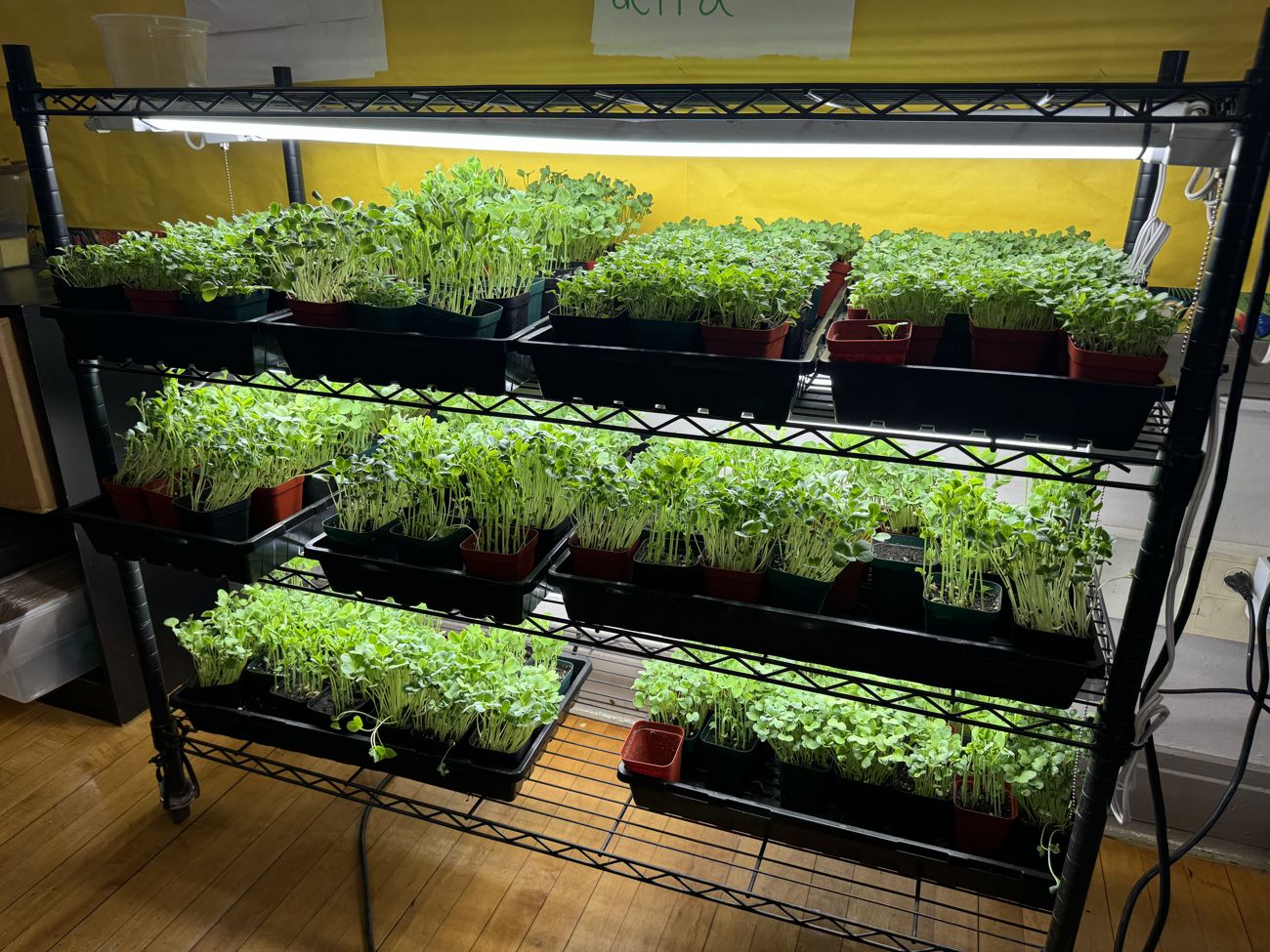 A classroom grow lab full of microgreens under grow lights