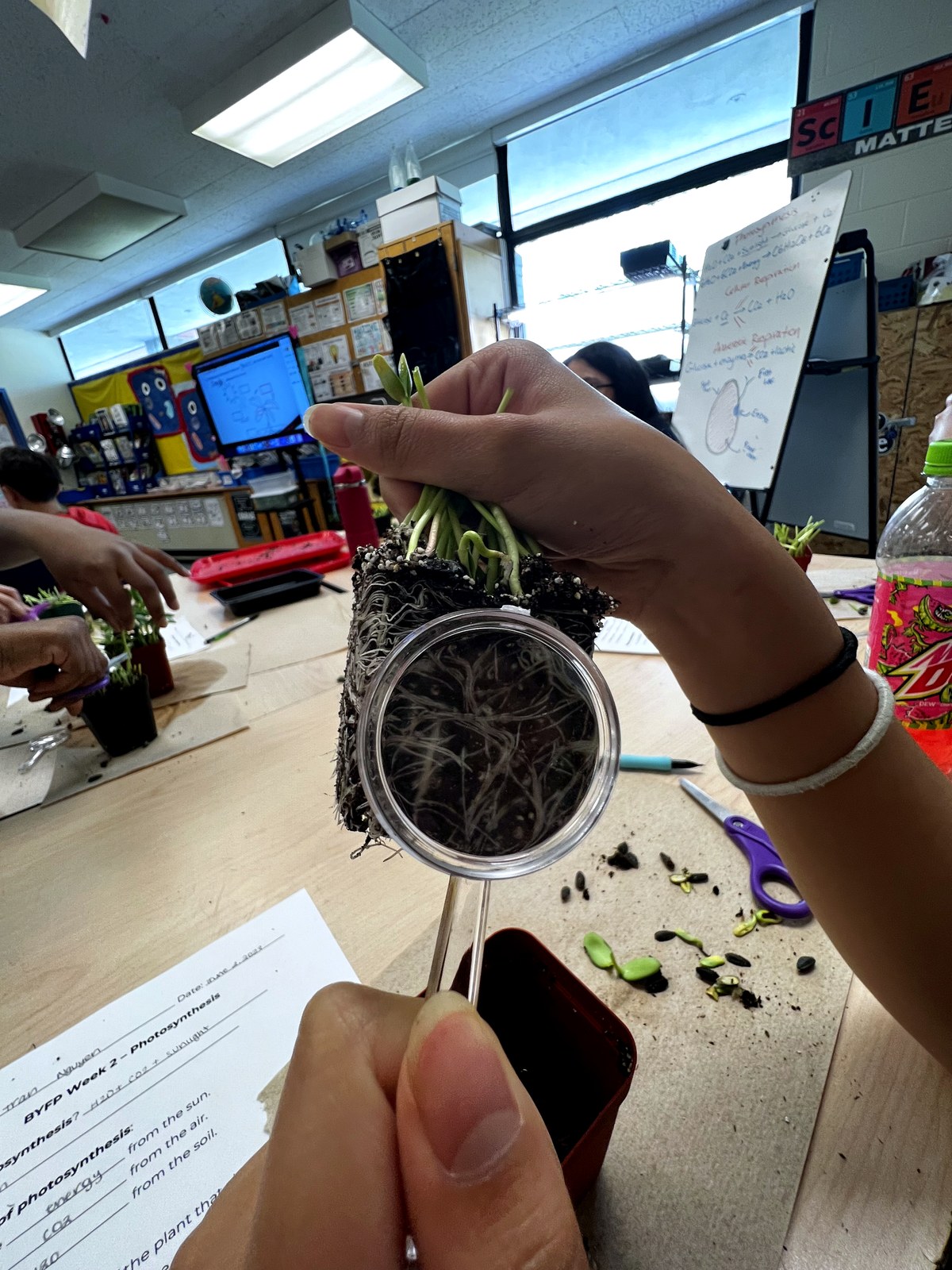 A Boston student examining the roots of a seedling she grew, magnifier in hand, during a grow-lab class